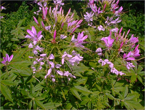 P7140001-2