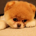 Sad Puppies HD Wallpapers For PC Free Download