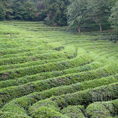 Daehan Green Tea Plantation in Boseong, South Korea.