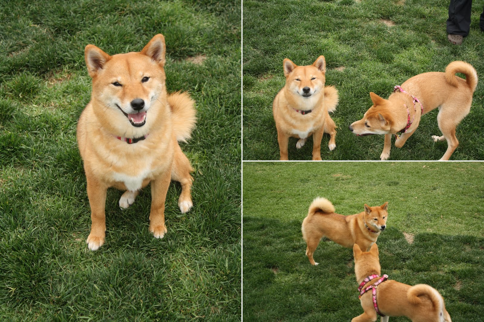 Shiba Inu Meetup Goldenacresdogscom