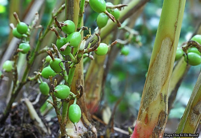 छोटी इलायची / Green Cardamom / Elaichi