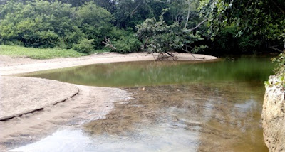 danau di hutan mangrove