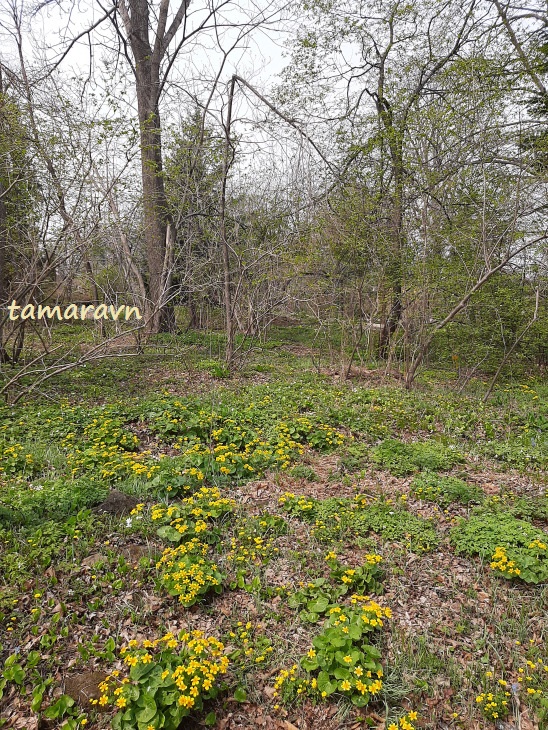 Калужница лесная (Caltha silvestris)