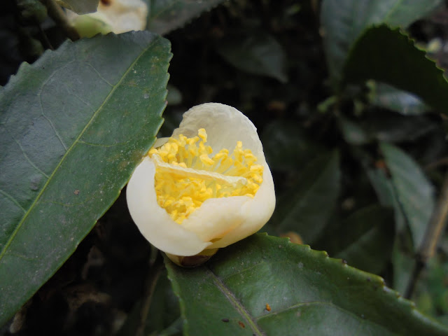 お茶の花