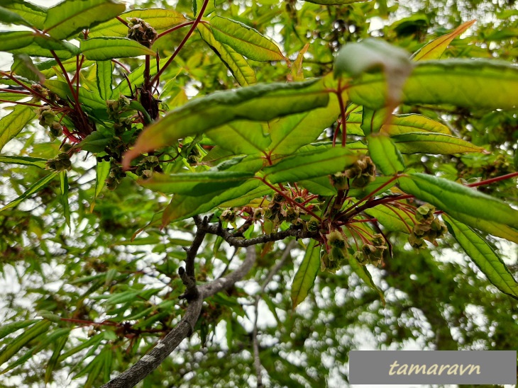 Клён маньчжурский (Acer mandshuricum)