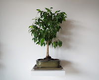 fikus bonsai