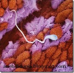 Proses Sperma Berkembang Menjadi Janin [pict] [ www.BlogApaAja.com ]