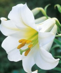 Lily Flower Picture on Types Of Flowers Pictures  Lily Flowers