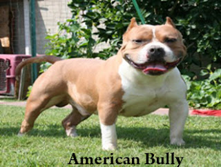 Origin and Description of American Bully 