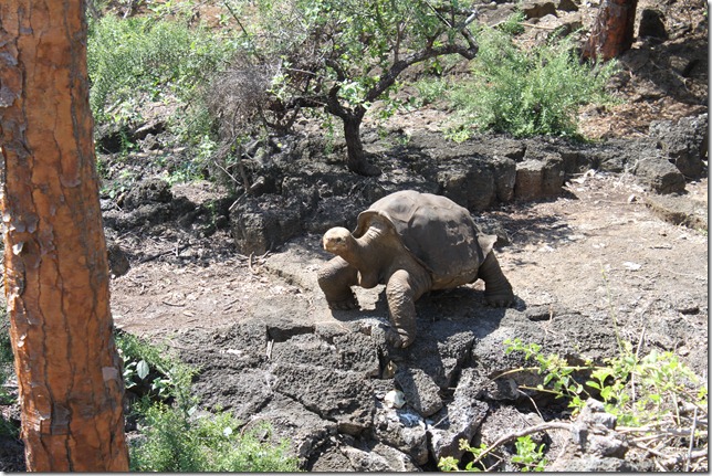 LONESOME GEORGE 2
