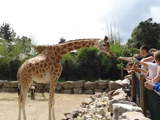 2016.07.31-026 goûter des girafes