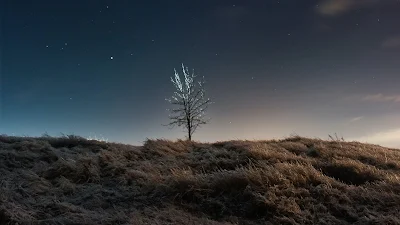 HD Wallpaper Tree, Field, Night, Sky, Stars