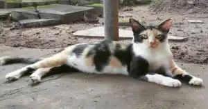 Viral video: A pet cat saves life of a kid who has begun to fall down from staircase.