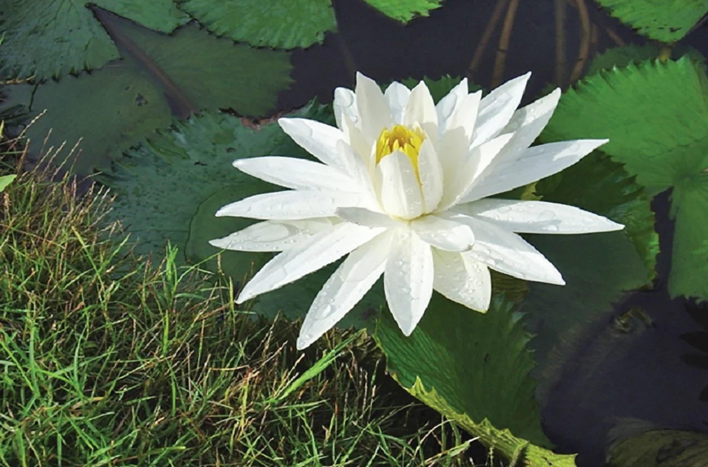 শাপলা ফুলের ছবি ফ্রি ডাউনলোড করুন - Shapla flower picture - নিওটেরিক আইটি - NoetericIT.com