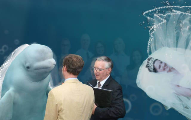 
When Beluga Whale Is The Most Important Thing At Your Wedding (26 pics).