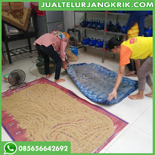 Jual Bibit Jangkrik Yogyakarta