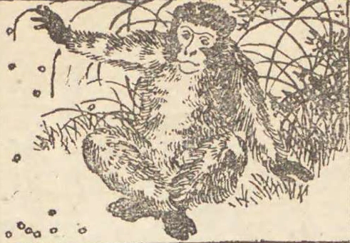 猿と豌豆挿絵2