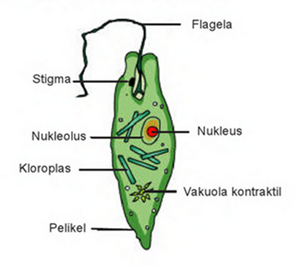 Gambar Hewan  Filum Protozoa Gambar Hewan 