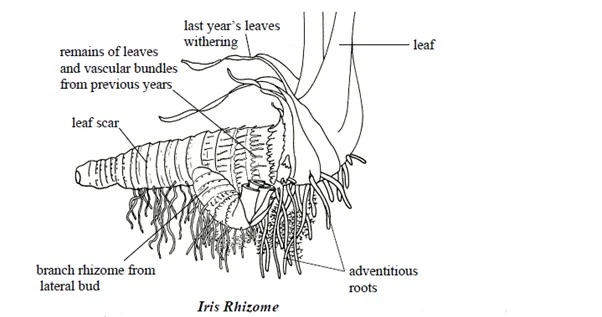 rhizome