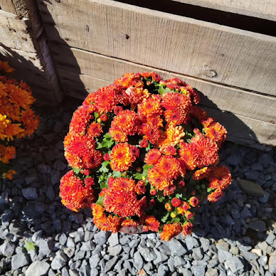 Fall Mums Mountain of Grace Homeschooling