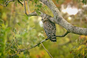 Red-shouldered hawk.