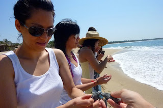 Green sea turtle (Chelonia mydas) clutch baby, La tortuga marina golfina chiquito nido 푸른 바다 거북 둥지 새끼 Release the sea turtle, Libracion 방생 mexico 