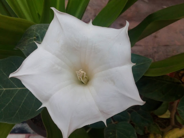 Datura plant