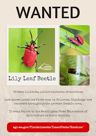 wanted poster for lily leaf beetle