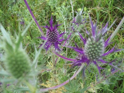 pictures of flowers that start with a. They start out a blueish green