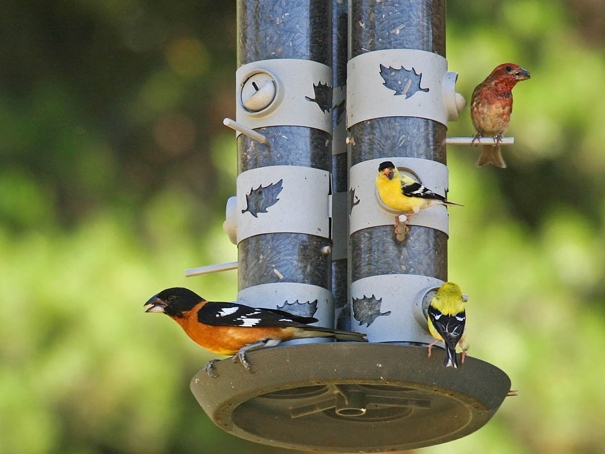 Attract birds to your backyard: Part 4: Bird foods  Pacific NW Birder