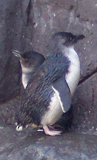 Blue Penguin (Eudyptula minor)