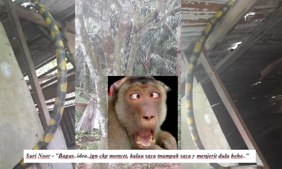 Petua Terbaru dari Orang Asli Cara Halau Monyet Yang 