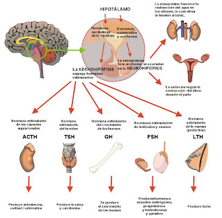 anatomía, cuerpo humano, salud, enfermería.