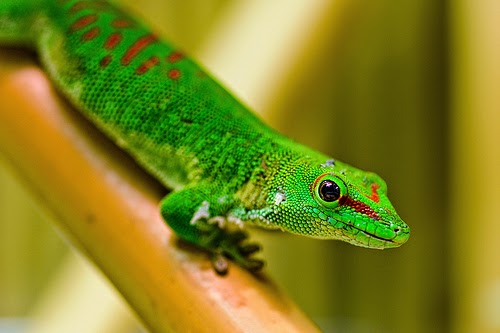 25 Gambar  luar biasa Hewan  Reptil  Kadal Ular Buaya 