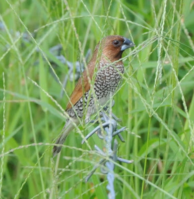 Spotted Munia (Lonchura striata)