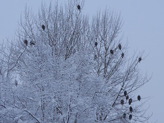 squad of eagles