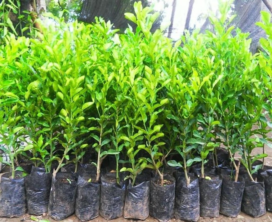 Jeruk Nipis Sumatra Selatan