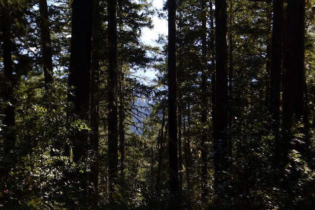 slmost visible mountains through the trees