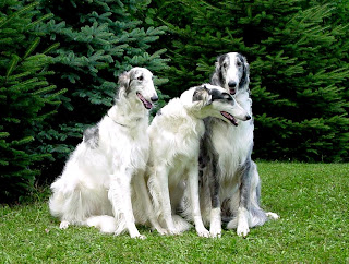 Borzoi Dog Wallpapers