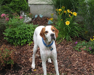 Pointer Puppies Picture