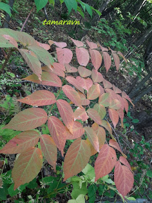 Аралия высокая / Аралия маньчжурская (Aralia elata, =Aralia mandshurica)