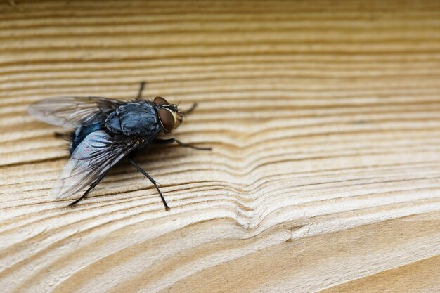 Mengusir Serangga Tanpa Bahan Kimia: Tips Ampuh Mencegah Serangga Masuk Rumah Secara Alami