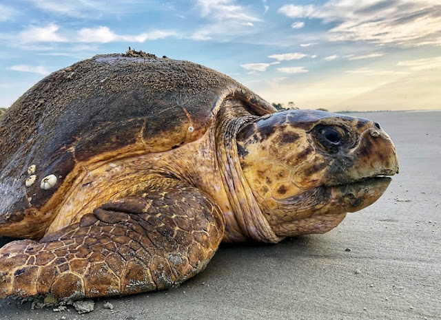 Loggerhead sea turtle found dead on the Vlora coast