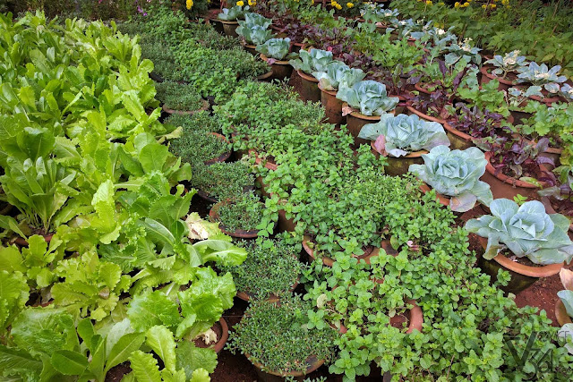 Vegetable plants on display lettuce, cabbage,...