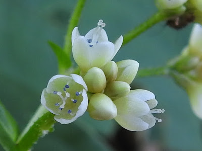 火炭母草的花