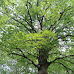 Giornata dell’albero, Ami: un dono della natura e strumento contro i cambiamenti clima