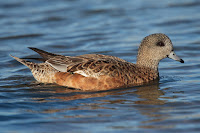 American Wigeon, female – Humber Bay Park, Toronto, ON – Mar. 2006 -photo by Mdf