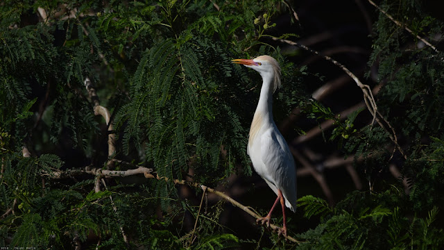 Western Cattle Egret Breeding Plumage Bubulcus ibis ibis 