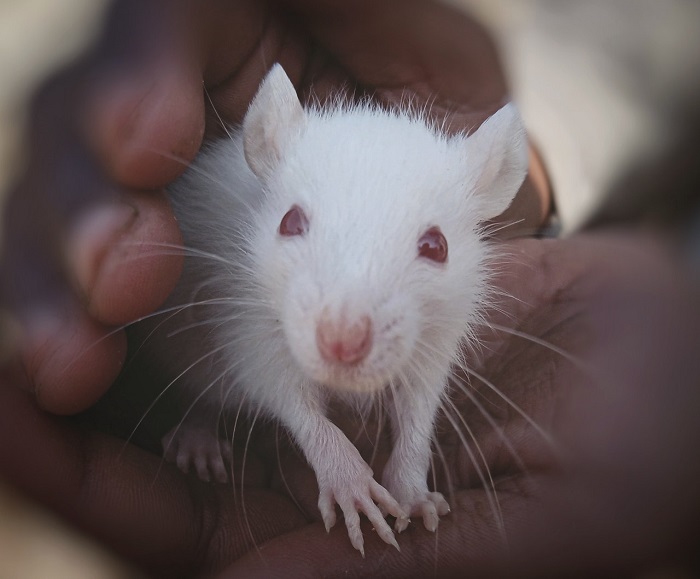 Male Birth Control Pill is 99% Effective...for Mice