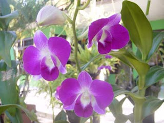 bali orchid, nice flower, bali nice